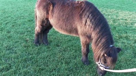 Photos Shetland Pony Found Roaming Jurupa Valley Kabc7 Photos And