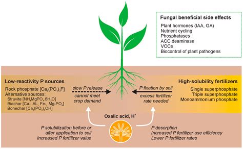 Phosphorusnitrogen Sensing And Signaling In Diverse 60 Off