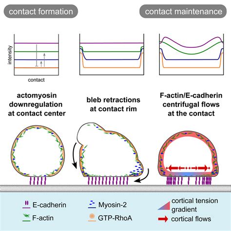 Adhesion Induced Cortical Flows Pattern E Cadherin Mediated Cell