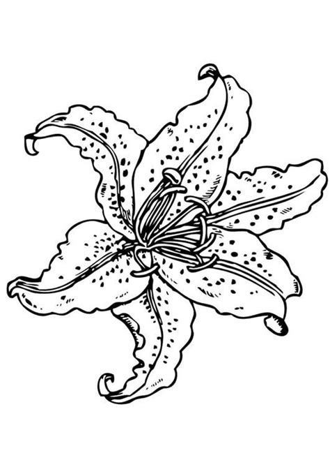 15 Lily Coloring Pages Color Info