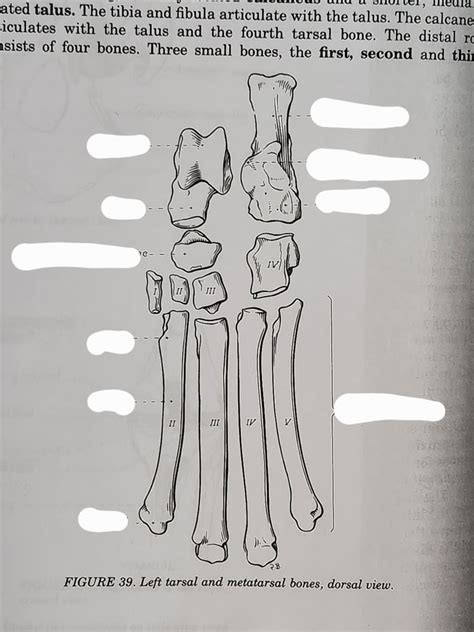 Tarsal Bones Diagram Quizlet