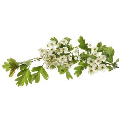 Extrait de plantes Crataegus Oxyacantha Aubépine à 2 styles BIO PHYTO