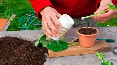 Como Usar O Horm Nio De Enraizamento Para Propagar Novas Plantas A