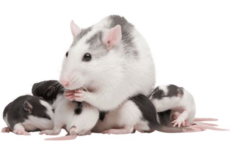 How to Care for Pregnant Rats and Baby Rats - PetHelpful