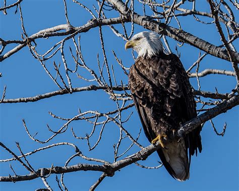 Majestic Bald Eagle Photograph by Morris Finkelstein