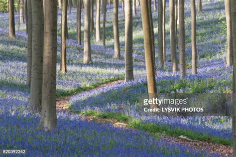 5,206 Blue Bell Forest Stock Photos, High-Res Pictures, and Images - Getty Images