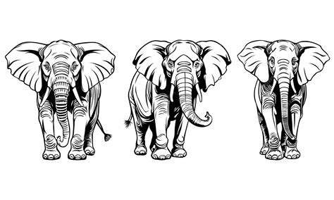 Premium Vector | Elephant outline drawing using a vector format
