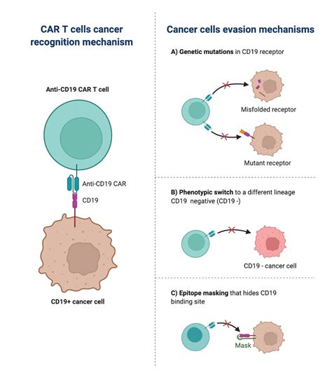 CAR T Therapy For CD19 Cancer Cells BioRender Science Templates