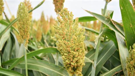 Sorghum Silage Harvest Timing Sorghumpartners