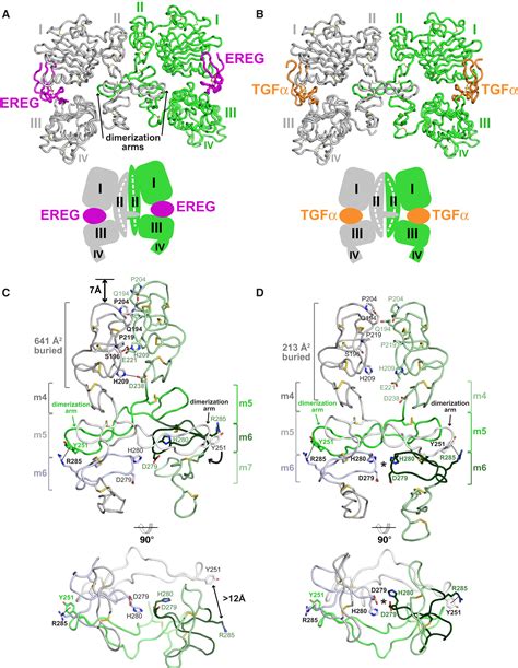 Egfr Ligands Differentially Stabilize Receptor Dimers To Specify