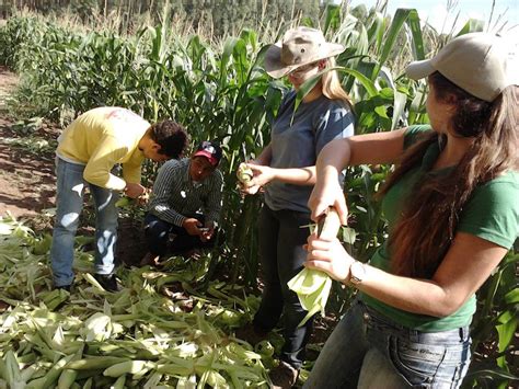 Empresa Jr de Agronegócio de Ourinhos Colheita do milho