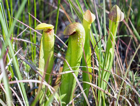 Okefenokee Swamp Plants