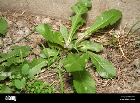 Dandelion Weed Stock Photo - Alamy