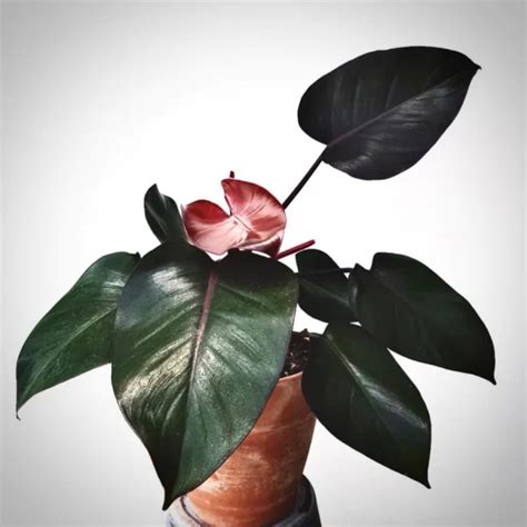 Philodendron Royal Queen Aroid Nursery