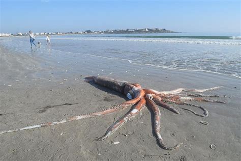 Rare Giant Squid Washes Onto Shores Of South African Beach Smithsonian