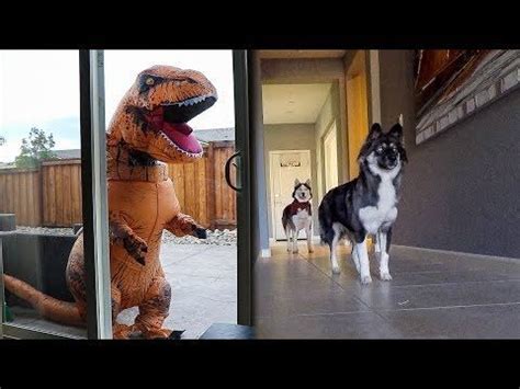 T-Rex Burglar PRANK On My Huskies! - YouTube | My husky, Funny dog ...