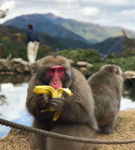premium photo portrait  bear eating  mountains