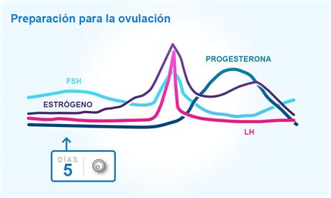 Descripción del ciclo menstrual la ovulación y los periodos de la mujer