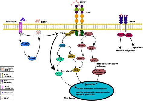 CREB Signaling Pathway