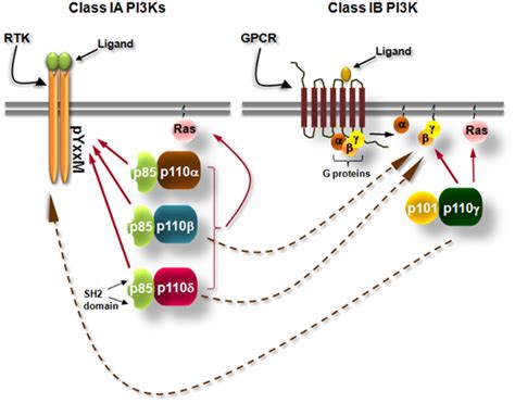 Frontiers P110δ Pi3 Kinase Pathway Emerging Roles In Cancer