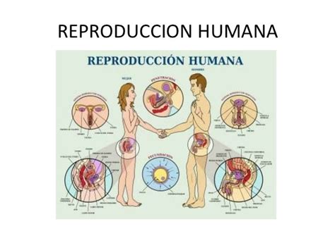 Ciencias Naturales TEMA 4 Función de reproducción LUNES 11 DE ENERO