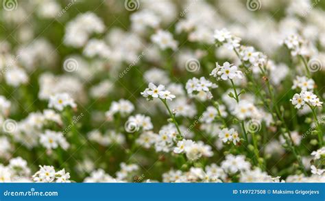 White Myosotis Alpestris Forget-Me-Not Flowers in Spring Garden Stock ...