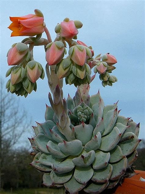 Echeveria Nobaranosei World Of Succulents