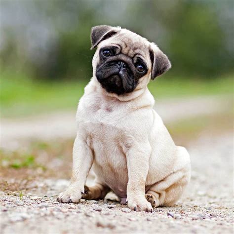 Should Pugs Exist