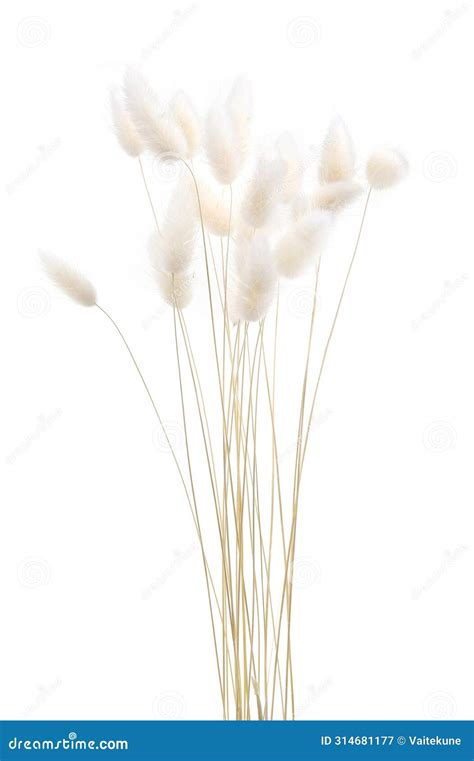 White Fluffy Bunny Tails Grass Isolated On White Background Stock