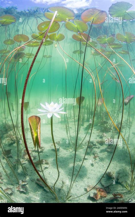 Lotus Plant Underwater