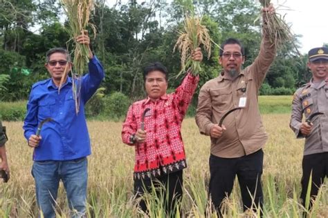 Adaptasi Teknologi Bikin Produksi Padi Tertinggi Di Kalbar Pontianak Post