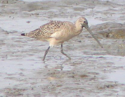 Marbled godwit