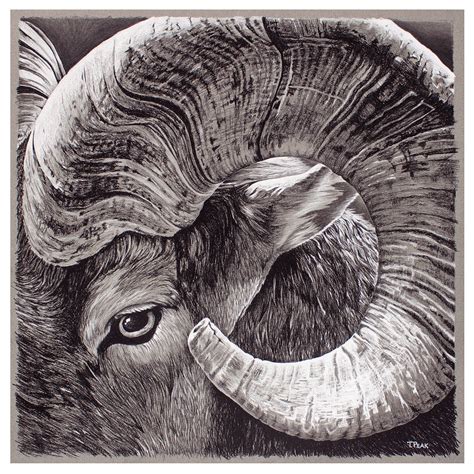 Realistic Sheep Head Drawing