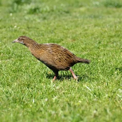 Weka - Facts, Diet, Habitat & Pictures on Animalia.bio