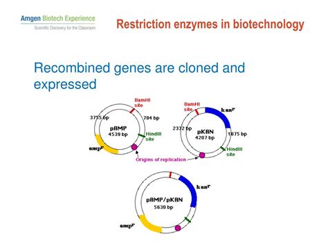 Ppt Restriction Enzymes Lecture Powerpoint Presentation Free