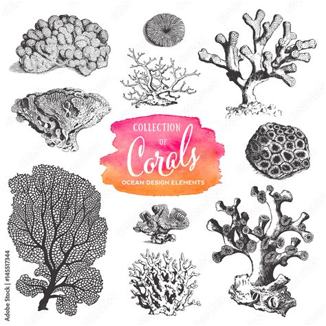 summer, beach and ocean vector design elements: collection of sea coral ...