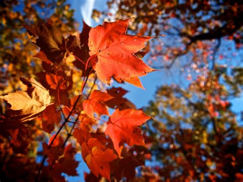 Shenandoah National Park Fall Foliage Brook Trout Fishing Guide