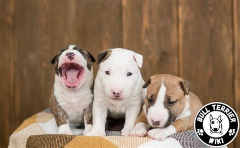 Todo Lo Que Necesitas Saber Sobre El Perro Bull Terrier