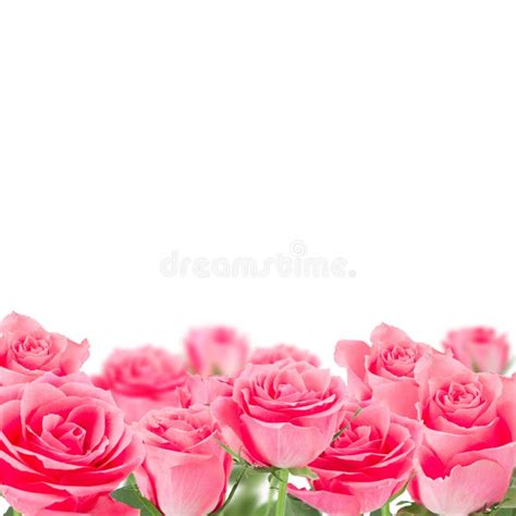 Fundo Cor De Rosa Natural Das Rosas Foto De Stock Imagem De Vibrante