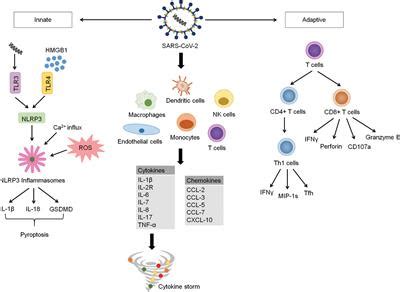 Frontiers Hyperinflammatory Immune Response And COVID 19 A Double