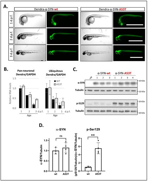 Genes Free Full Text A New Zebrafish Model to Measure Neuronal α