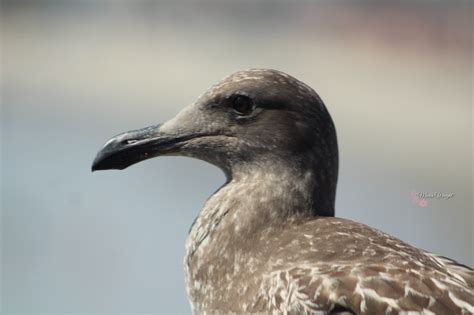 Brown Seagull Close Up