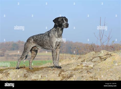 Labrador Retriever Australian Cattle Dog Cross Breed Standing On A