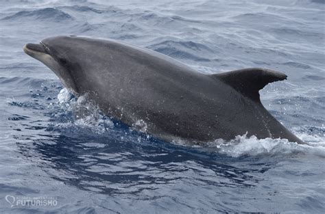 Fantastic whale watching tours in the Azores - Azores Whales