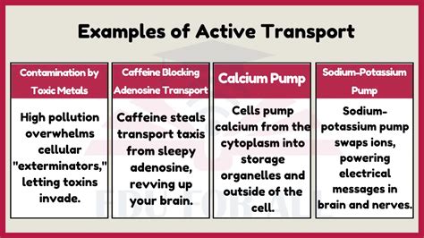 8 Examples of Active Transport