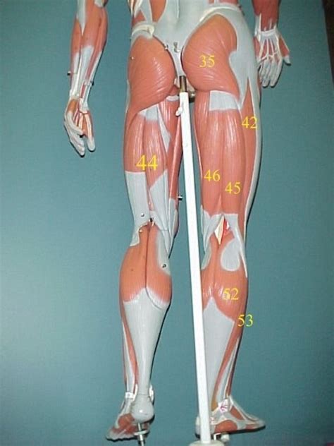 Posterior Legs Diagram Quizlet