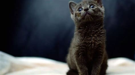 Lucky The Kitten Survives 150 Mile Trip Under The Bonnet Of A Car