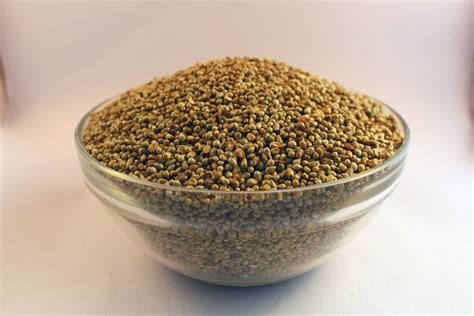 Green Organic Bajra Pearl Millet For Food At Rs Kg In Greater Noida