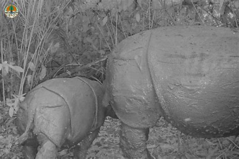 Javan Rhino Update News Save The Rhino International