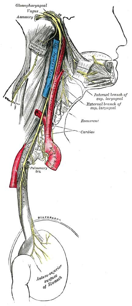 Roemheld Syndrome Gastric Cardia